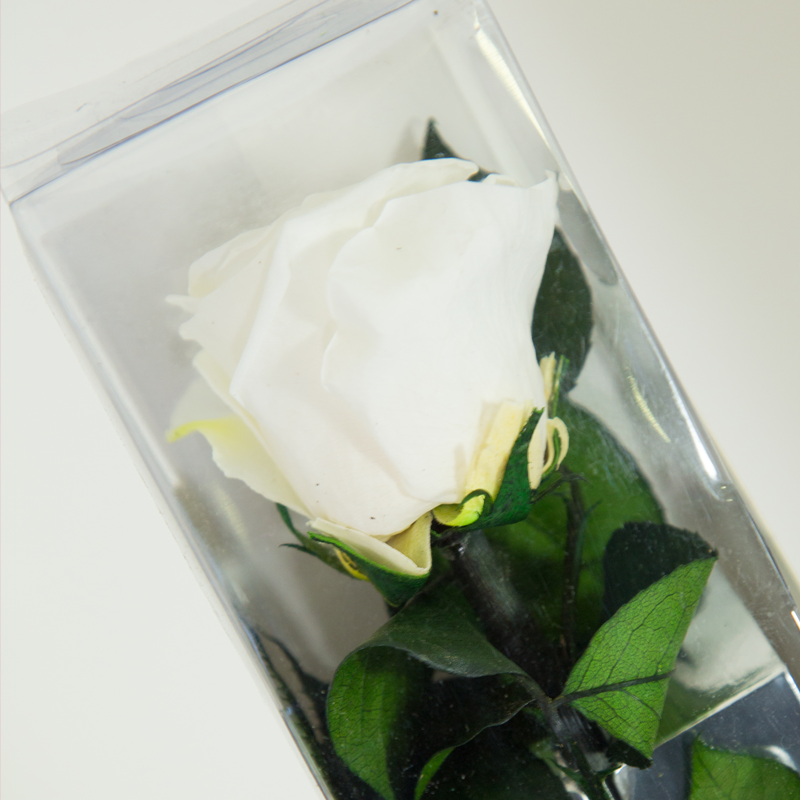 Rose éternelle blanche - Roses éternelles