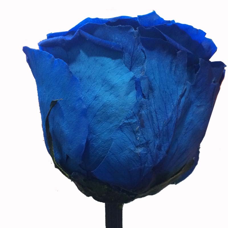 Rose éternelle bleue - Roses éternelles