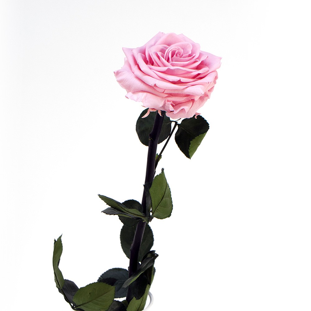 Livraison rose éternelle Premium, grande tige stabilisée, couleur rose
