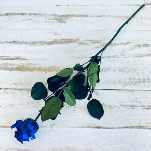 Tige de rose éternelle bleu
