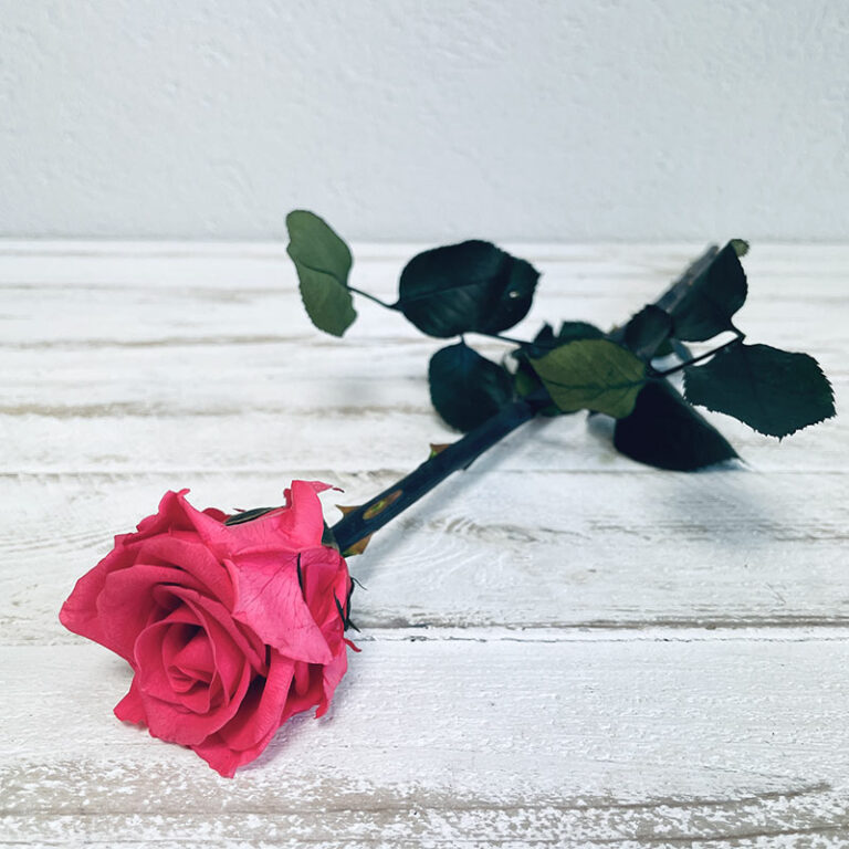 Tige de rose éternelle rose vif