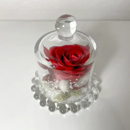Bouton de rose éternelle rouge en cloche de verre couronne