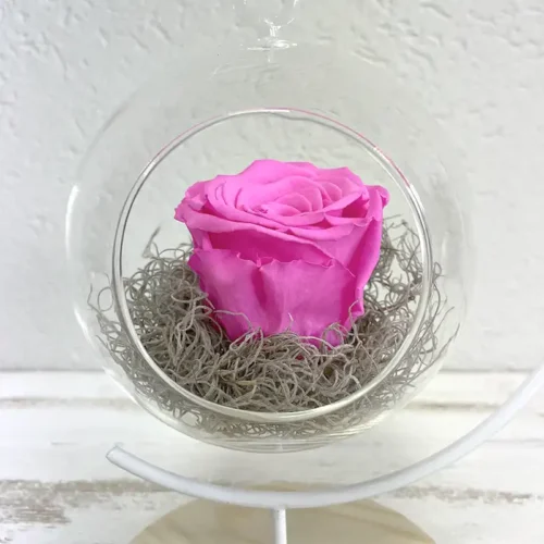 suspension bulle avec un bouton de rose éternelle fuchsia