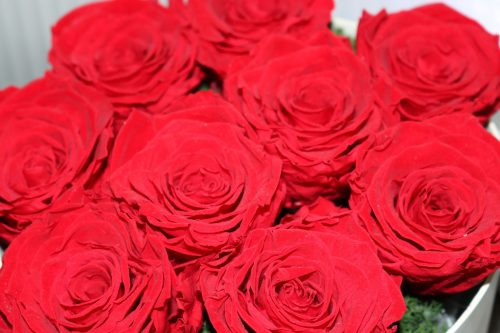9 Roses éternelles rouge en boite à chapeau