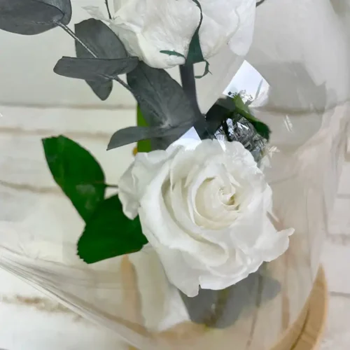 cloche de 3 roses éternelles la belle et la bête blanche socle bois