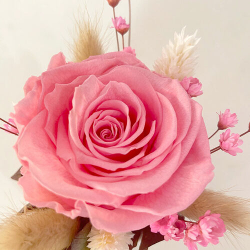 rose éternelle en pot rose pâle