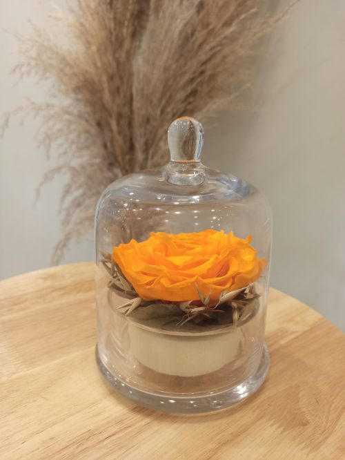 Rose éternelle orange sous cloche