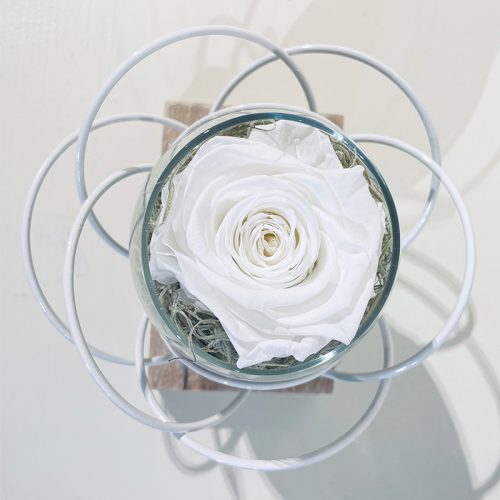 fleur blanche rose éternelle blanche