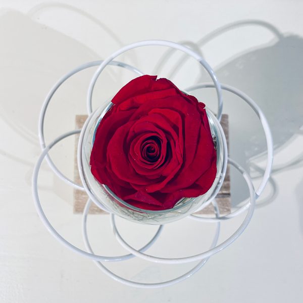 fleur blanche rose éternelle rouge