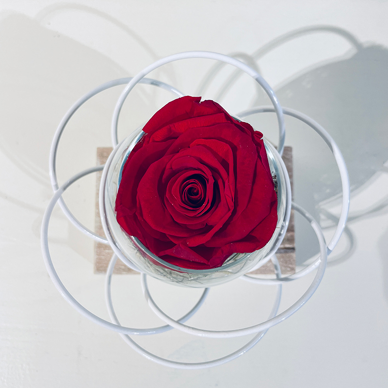 Pétales blancs & Rose éternelle rouge en boule de verre - Roses éternelles