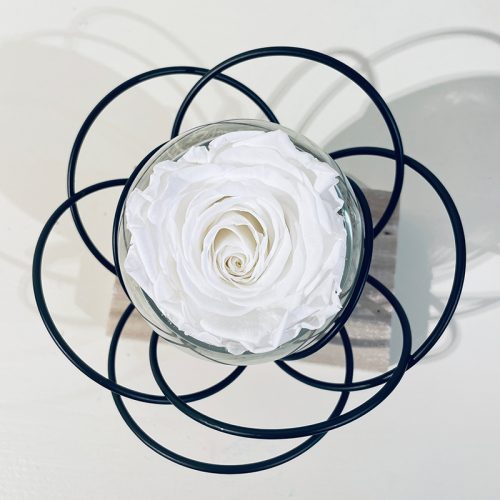 fleur noire rose éternelle blanche