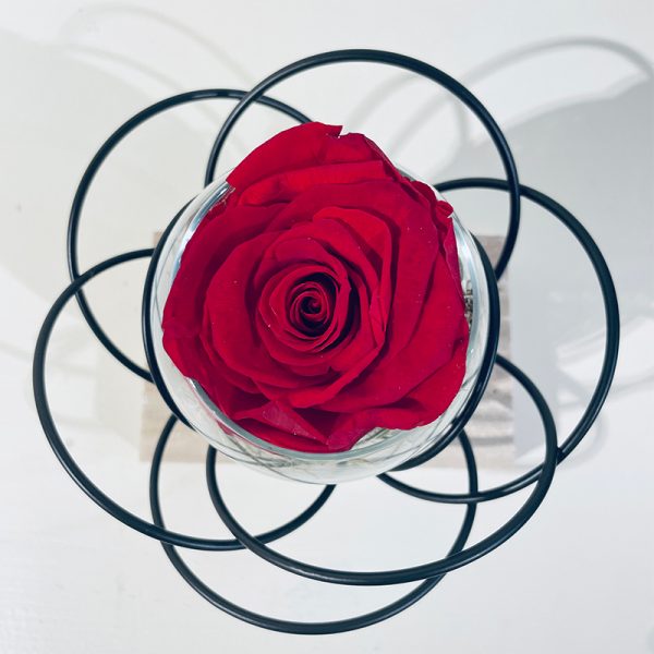 fleur noire rose éternelle rouge
