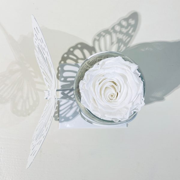 papillon rose éternelle blanche