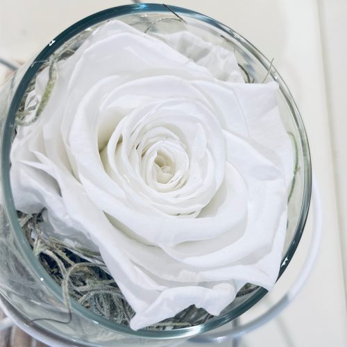rose éternelle blanche globe