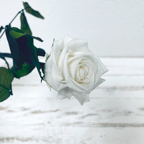 tige de rose éternelle blanche