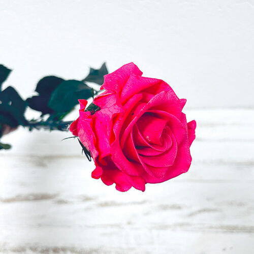 tige de rose éternelle rose fuchsia