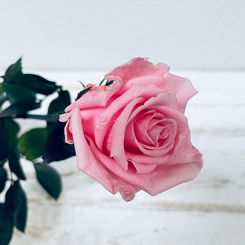 tige de rose éternelle rose pâle