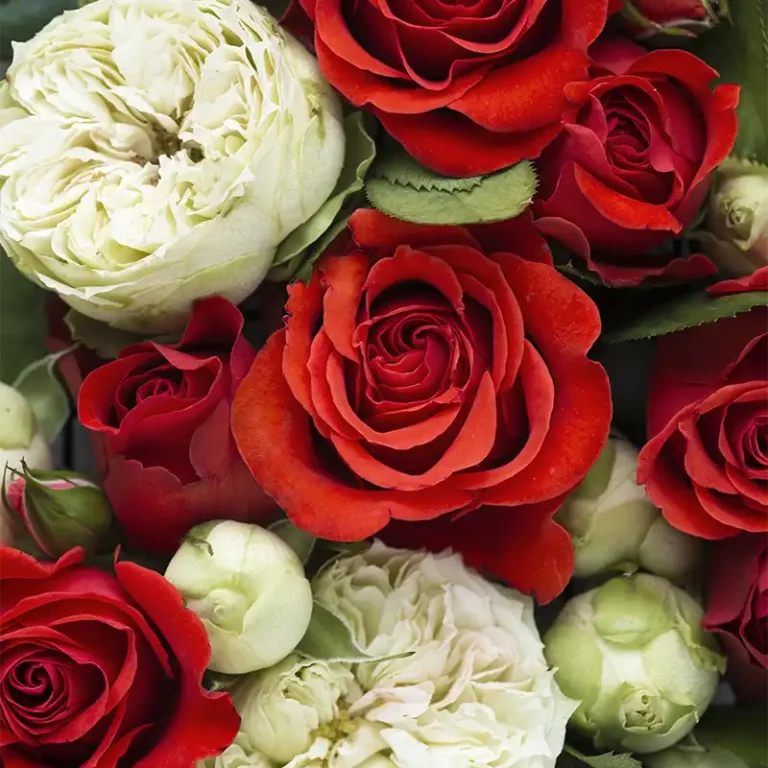 Un bouquet de couleurs de Roses rouges et blanches