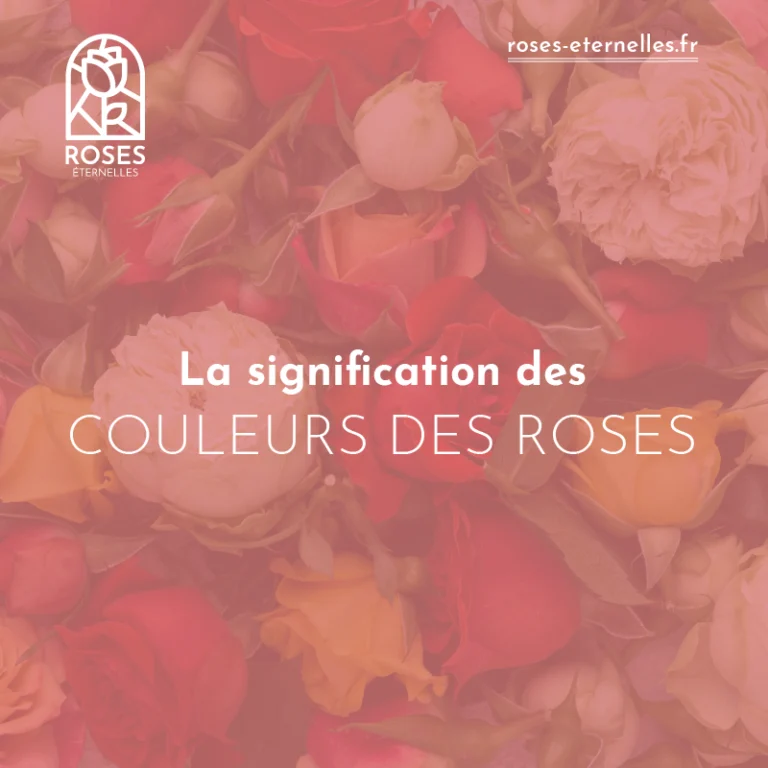 La signification des couleurs des roses