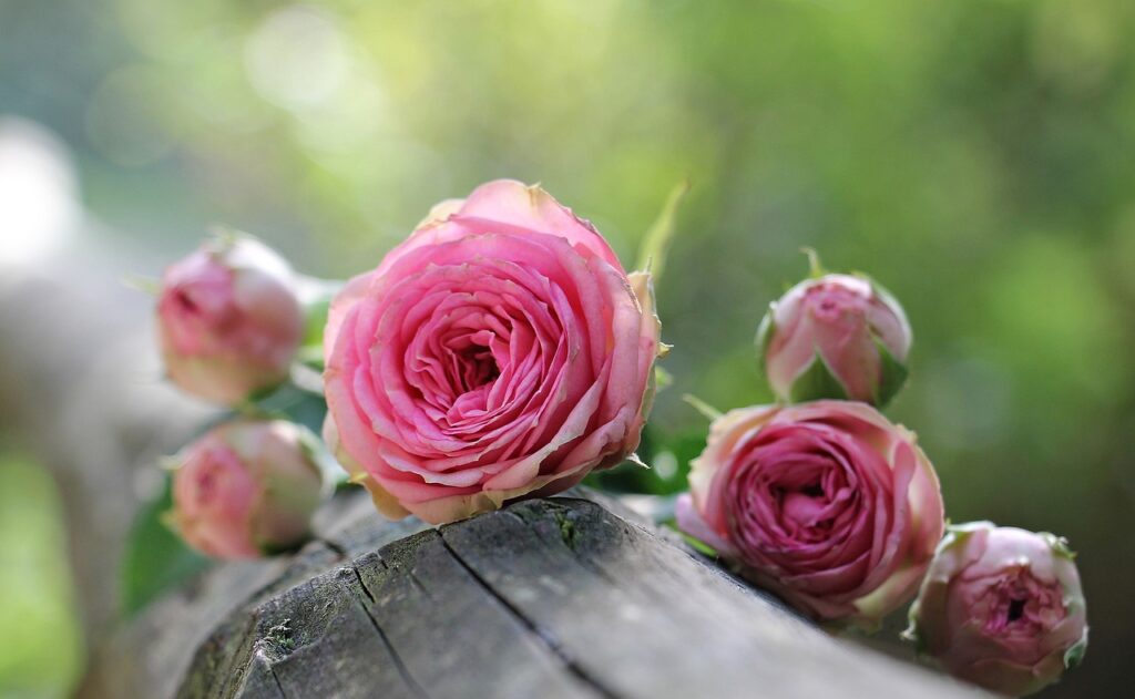 la-signification-du-nombre-de-roses-combien-en-offrir-roses