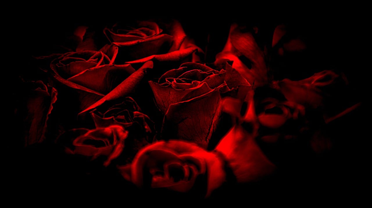 rose noire signification