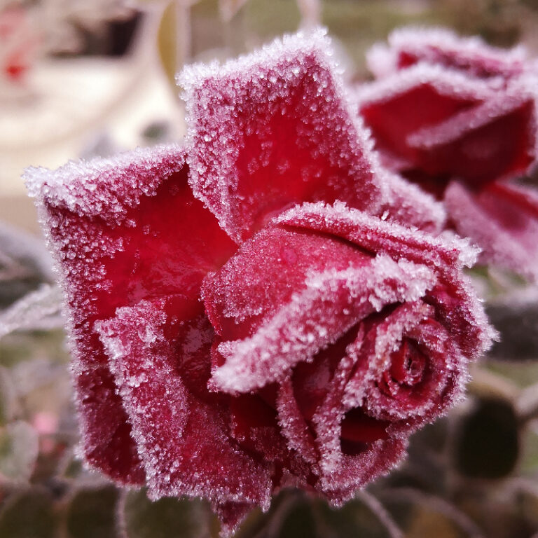 Jardin d'hiver de roses éternelles et de plantes